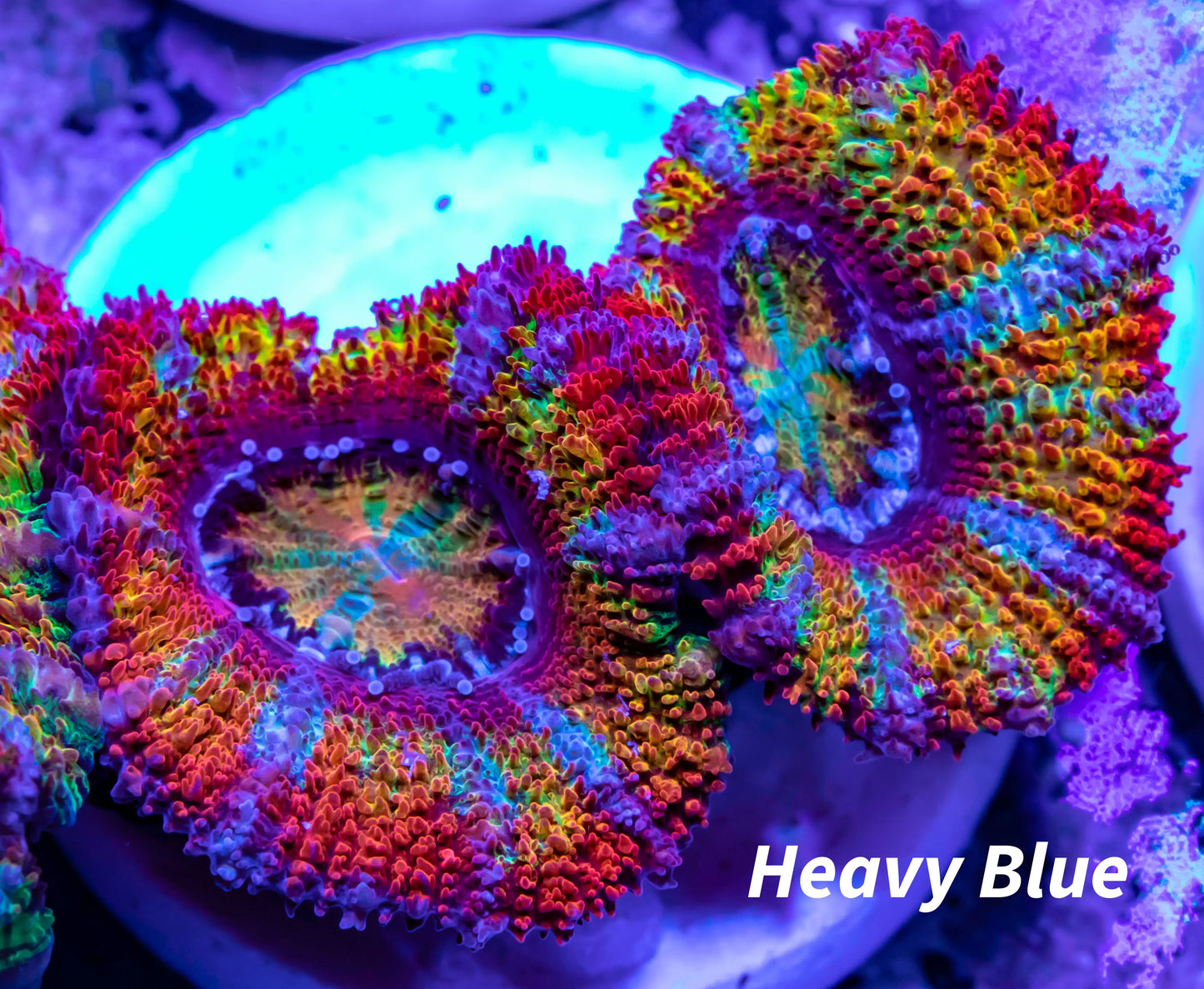 Acan Coral - Micromussa Lordhowensis - Ultra Rainbow  Acan Frag WYSIWYG Acan Coral - Micromussa Lordhowensis - Ultra Rainbow  Acan Frag WYSIWYG LPS Coral Acan Coral - Micromussa Lordhowensis - Ultra Rainbow  Acan Frag WYSIWYG Zeo Box Reef