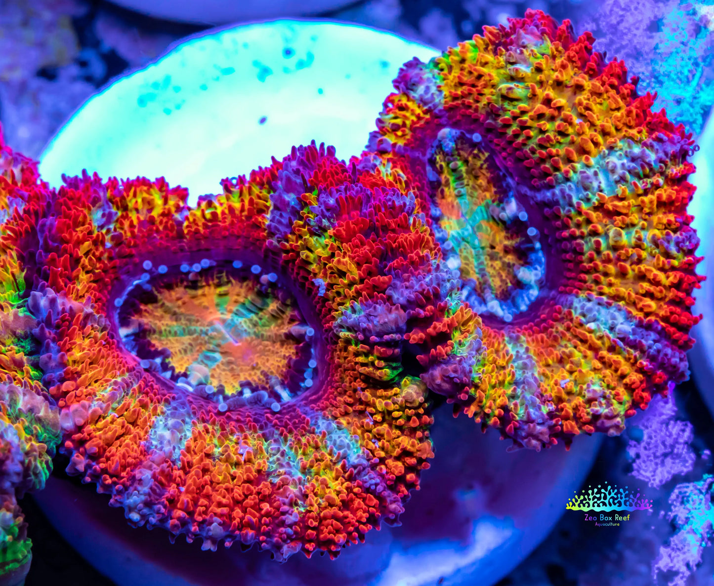 Acan Coral - Micromussa Lordhowensis - Ultra Rainbow  Acan Frag WYSIWYG Acan Coral - Micromussa Lordhowensis - Ultra Rainbow  Acan Frag WYSIWYG LPS Coral Acan Coral - Micromussa Lordhowensis - Ultra Rainbow  Acan Frag WYSIWYG Zeo Box Reef