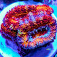 Acan Coral - Micromussa Lordhowensis - Ultra Rainbow  Acan Frag WYSIWYG Acan Coral - Micromussa Lordhowensis - Ultra Rainbow  Acan Frag WYSIWYG LPS Coral Acan Coral - Micromussa Lordhowensis - Ultra Rainbow  Acan Frag WYSIWYG Zeo Box Reef