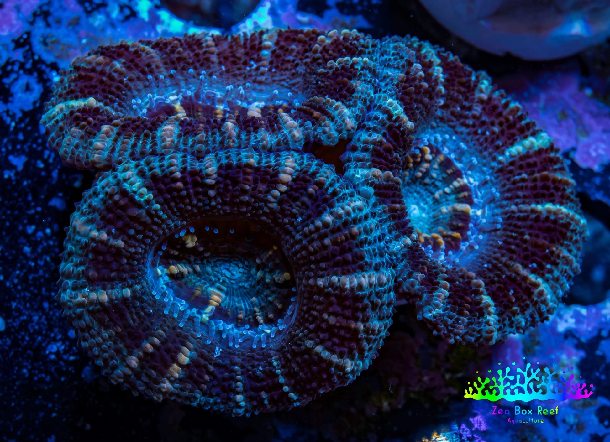 Acan Coral - Micromussa Lordhowensis - Acan Frag WYSIWYG A1R2B1 Acan Coral - Micromussa Lordhowensis - Acan Frag WYSIWYG A1R2B1 LPS Coral Acan Coral - Micromussa Lordhowensis - Acan Frag WYSIWYG A1R2B1 Zeo Box Reef