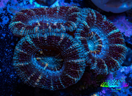 Acan Coral - Micromussa Lordhowensis - Acan Frag WYSIWYG A1R2B1 Acan Coral - Micromussa Lordhowensis - Acan Frag WYSIWYG A1R2B1 LPS Coral Acan Coral - Micromussa Lordhowensis - Acan Frag WYSIWYG A1R2B1 Zeo Box Reef