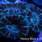 Acan Coral - Micromussa Lordhowensis - Acan Frag WYSIWYG A1R2B1 Acan Coral - Micromussa Lordhowensis - Acan Frag WYSIWYG A1R2B1 LPS Coral Acan Coral - Micromussa Lordhowensis - Acan Frag WYSIWYG A1R2B1 Zeo Box Reef