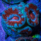 Acan Coral - Micromussa Lordhowensis - Acan Frag WYSIWYG A3R1B1 Acan Coral - Micromussa Lordhowensis - Acan Frag WYSIWYG A3R1B1 LPS Coral Acan Coral - Micromussa Lordhowensis - Acan Frag WYSIWYG A3R1B1 Zeo Box Reef