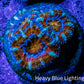 Acan Coral - Micromussa Lordhowensis - Acan Frag WYSIWYG AR1B1 Acan Coral - Micromussa Lordhowensis - Acan Frag WYSIWYG AR1B1 LPS Coral Acan Coral - Micromussa Lordhowensis - Acan Frag WYSIWYG AR1B1 Zeo Box Reef