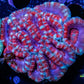 Acan Coral - Micromussa Lordhowensis - Acan WYSIWYG 5cm E2R5B1 Acan Coral - Micromussa Lordhowensis - Acan WYSIWYG 5cm E2R5B1 LPS Coral Acan Coral - Micromussa Lordhowensis - Acan WYSIWYG 5cm E2R5B1 Zeo Box Reef