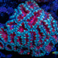 Acan Coral - Micromussa Lordhowensis - Acan WYSIWYG 6cm B1R2B1 Acan Coral - Micromussa Lordhowensis - Acan WYSIWYG 6cm B1R2B1 LPS Coral Acan Coral - Micromussa Lordhowensis - Acan WYSIWYG 6cm B1R2B1 Zeo Box Reef