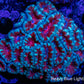 Acan Coral - Micromussa Lordhowensis - Acan WYSIWYG 6cm B1R2B1 Acan Coral - Micromussa Lordhowensis - Acan WYSIWYG 6cm B1R2B1 LPS Coral Acan Coral - Micromussa Lordhowensis - Acan WYSIWYG 6cm B1R2B1 Zeo Box Reef