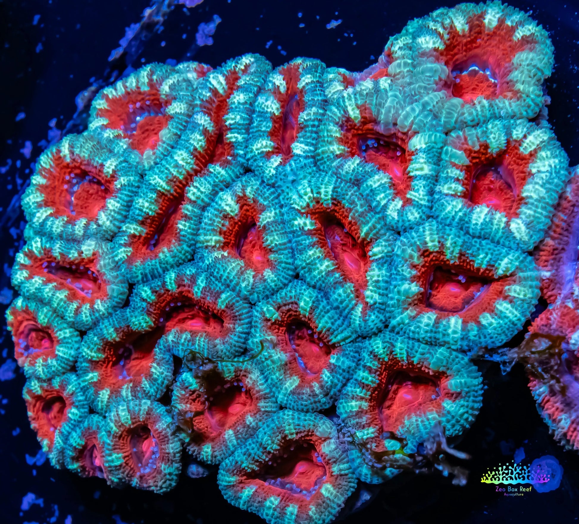 Acan Coral - Micromussa Lordhowensis - Acan WYSIWYG 7cm E1R5B1 Acan ...