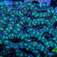 Acan Coral - Micromussa Lordhowensis - Acan WYSIWYG 8cm Acan Coral - Micromussa Lordhowensis - Acan WYSIWYG 8cm LPS Coral Acan Coral - Micromussa Lordhowensis - Acan WYSIWYG 8cm Zeo Box Reef