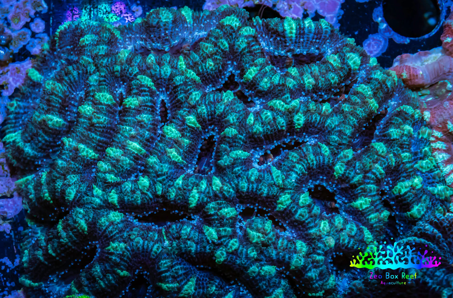 Acan Coral - Micromussa Lordhowensis - Acan WYSIWYG 8cm Acan Coral - Micromussa Lordhowensis - Acan WYSIWYG 8cm LPS Coral Acan Coral - Micromussa Lordhowensis - Acan WYSIWYG 8cm Zeo Box Reef