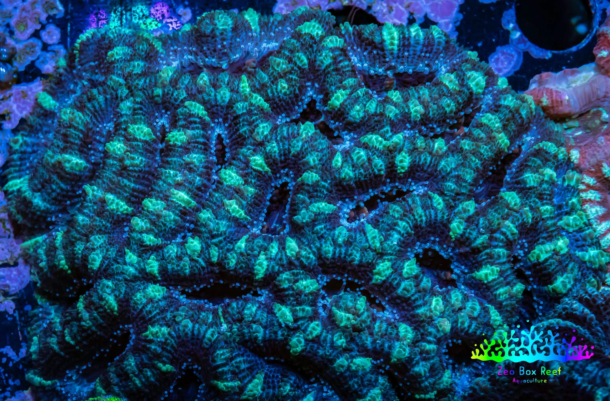 Acan Coral - Micromussa Lordhowensis - Acan WYSIWYG 8cm Acan Coral - Micromussa Lordhowensis - Acan WYSIWYG 8cm LPS Coral Acan Coral - Micromussa Lordhowensis - Acan WYSIWYG 8cm Zeo Box Reef
