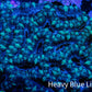 Acan Coral - Micromussa Lordhowensis - Acan WYSIWYG 8cm Acan Coral - Micromussa Lordhowensis - Acan WYSIWYG 8cm LPS Coral Acan Coral - Micromussa Lordhowensis - Acan WYSIWYG 8cm Zeo Box Reef