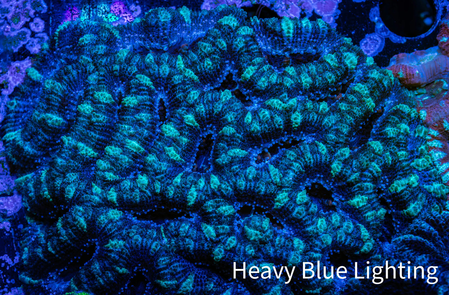 Acan Coral - Micromussa Lordhowensis - Acan WYSIWYG 8cm Acan Coral - Micromussa Lordhowensis - Acan WYSIWYG 8cm LPS Coral Acan Coral - Micromussa Lordhowensis - Acan WYSIWYG 8cm Zeo Box Reef
