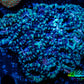 Acan Coral - Micromussa Lordhowensis - Acan WYSIWYG 8cm Acan Coral - Micromussa Lordhowensis - Acan WYSIWYG 8cm LPS Coral Acan Coral - Micromussa Lordhowensis - Acan WYSIWYG 8cm Zeo Box Reef