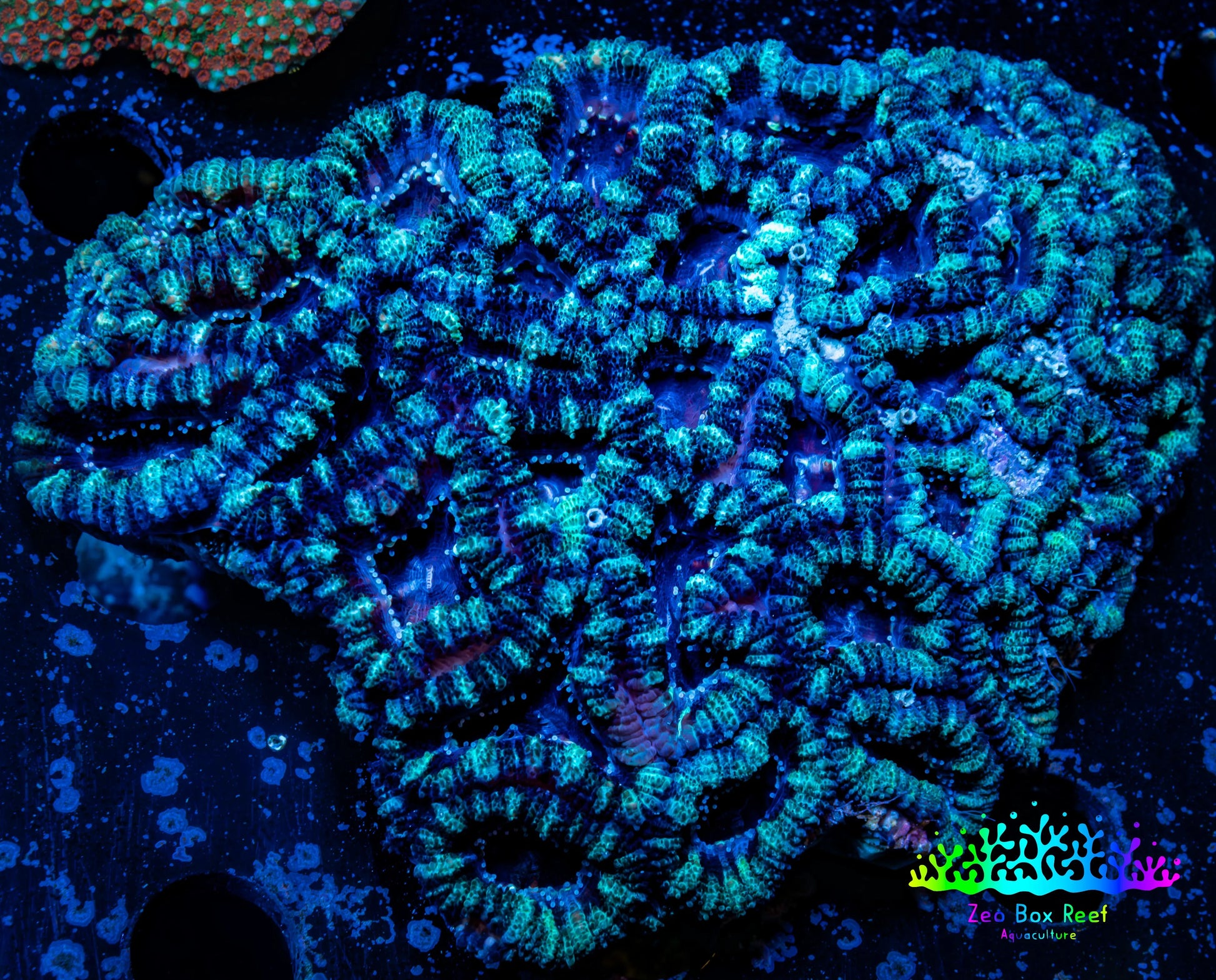 Acan Coral - Micromussa Lordhowensis - Acan WYSIWYG 8cm Acan Coral - Micromussa Lordhowensis - Acan WYSIWYG 8cm LPS Coral Acan Coral - Micromussa Lordhowensis - Acan WYSIWYG 8cm Zeo Box Reef