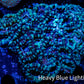 Acan Coral - Micromussa Lordhowensis - Acan WYSIWYG 8cm Acan Coral - Micromussa Lordhowensis - Acan WYSIWYG 8cm LPS Coral Acan Coral - Micromussa Lordhowensis - Acan WYSIWYG 8cm Zeo Box Reef