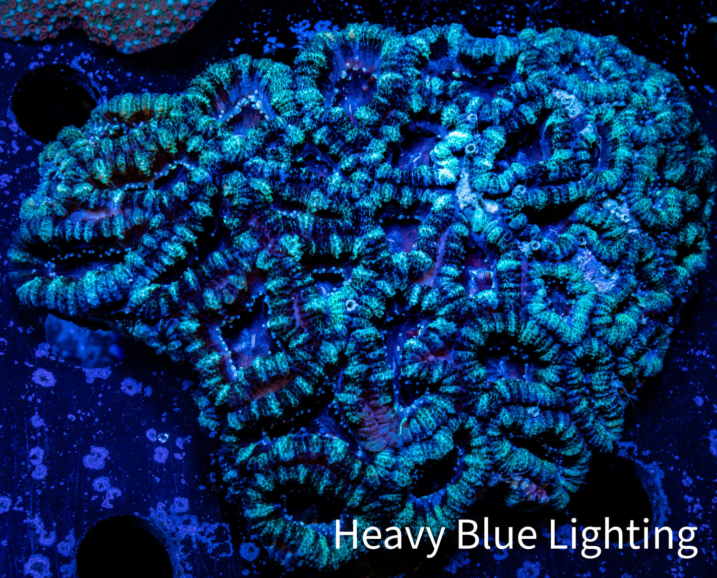 Acan Coral - Micromussa Lordhowensis - Acan WYSIWYG 8cm Acan Coral - Micromussa Lordhowensis - Acan WYSIWYG 8cm LPS Coral Acan Coral - Micromussa Lordhowensis - Acan WYSIWYG 8cm Zeo Box Reef