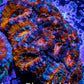 Acan Coral - Micromussa Lordhowensis - Acan WYSIWYG Frag Acan Coral - Micromussa Lordhowensis - Acan WYSIWYG Frag LPS Coral Acan Coral - Micromussa Lordhowensis - Acan WYSIWYG Frag Zeo Box Reef