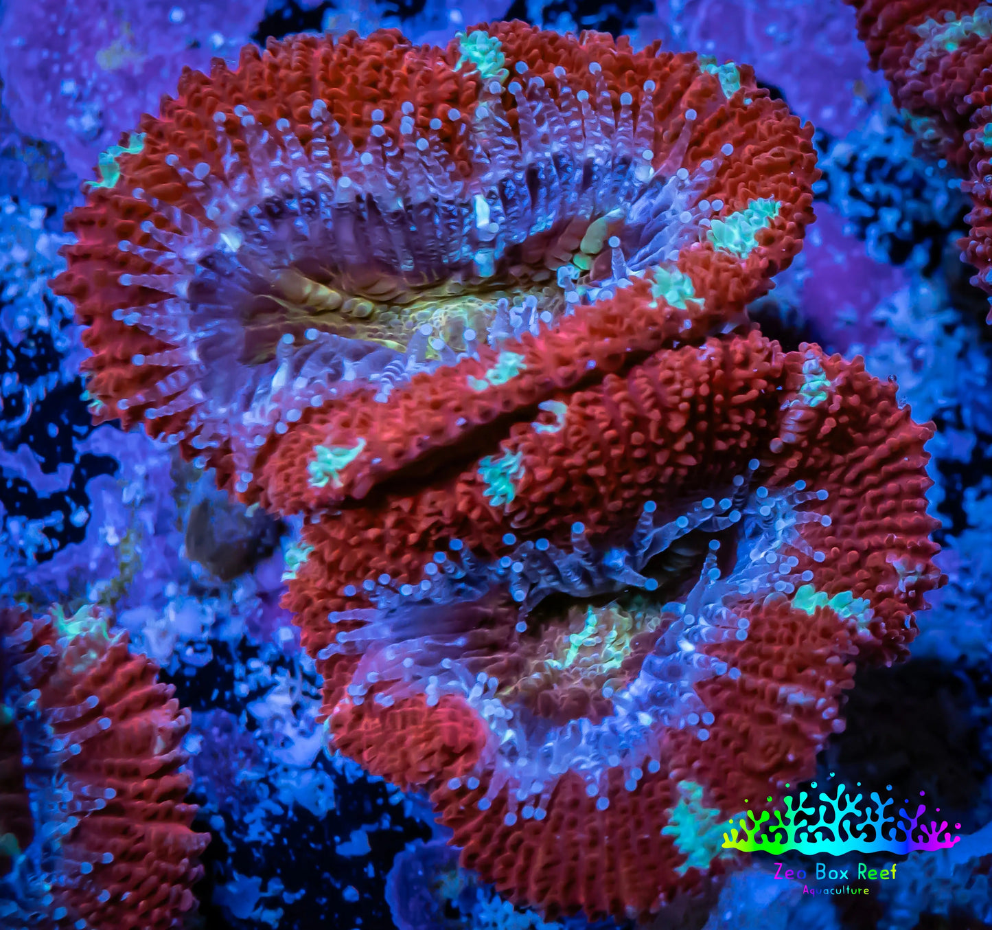 Acan Coral - Micromussa Lordhowensis - Inferno Glow Acan Frag Acan Coral - Micromussa Lordhowensis - Inferno Glow Acan Frag LPS Coral Acan Coral - Micromussa Lordhowensis - Inferno Glow Acan Frag Zeo Box Reef