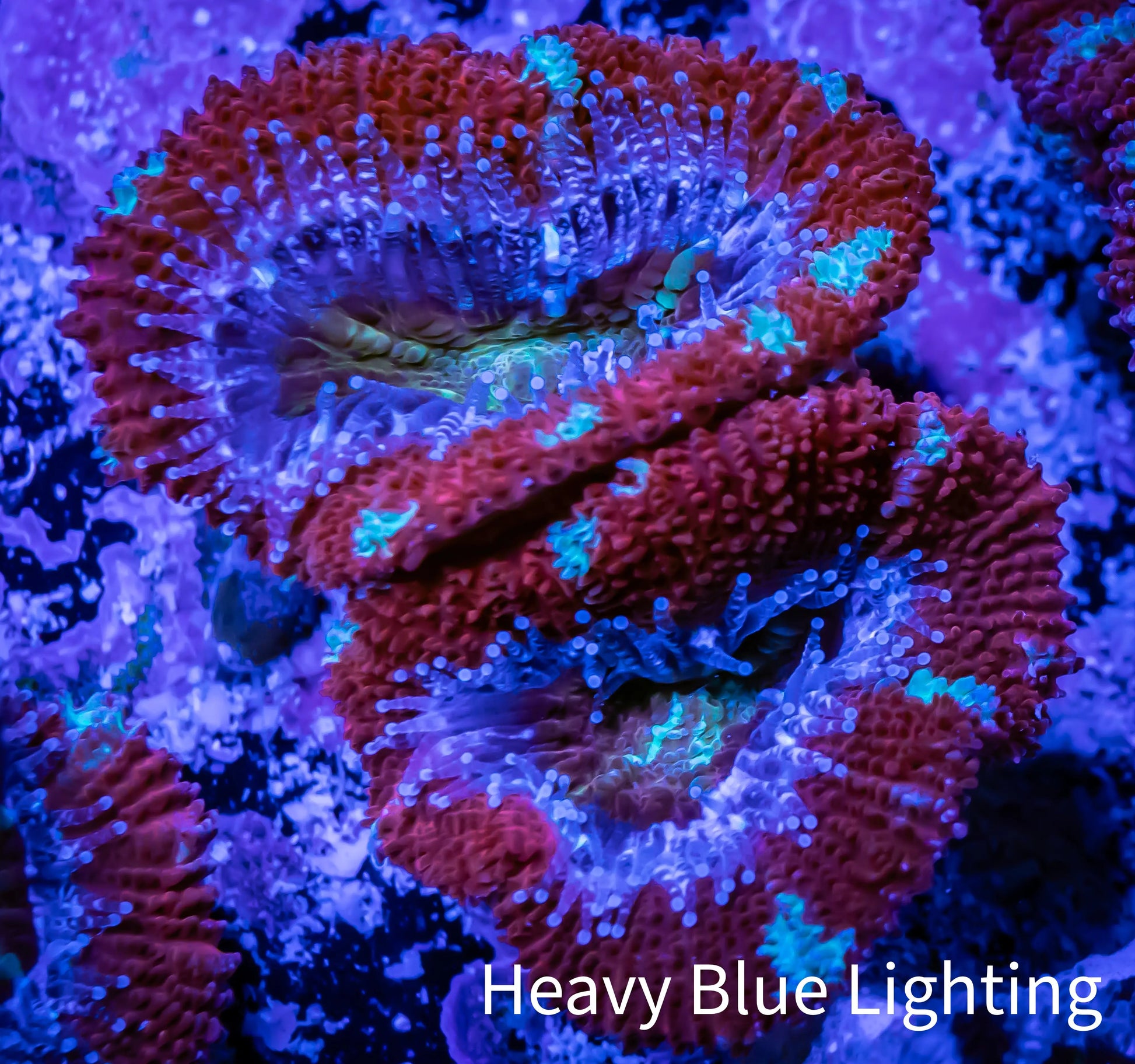 Acan Coral - Micromussa Lordhowensis - Inferno Glow Acan Frag Acan Coral - Micromussa Lordhowensis - Inferno Glow Acan Frag LPS Coral Acan Coral - Micromussa Lordhowensis - Inferno Glow Acan Frag Zeo Box Reef