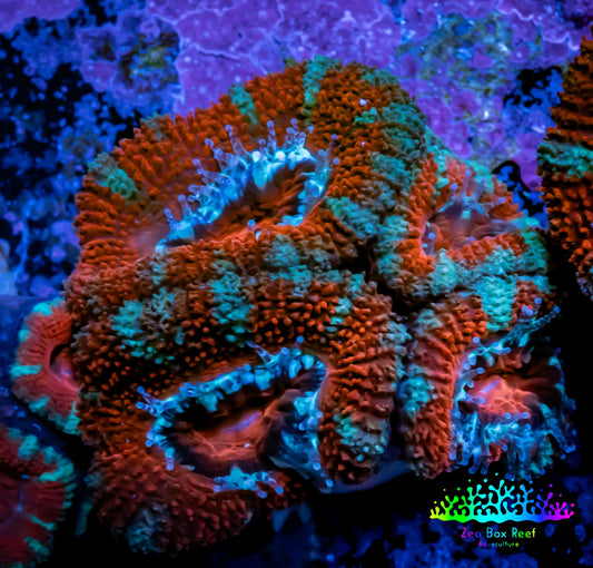 Acan Coral - Micromussa Lordhowensis - Red & Green Acan Frag Acan Coral - Micromussa Lordhowensis - Red & Green Acan Frag LPS Coral Acan Coral - Micromussa Lordhowensis - Red & Green Acan Frag Zeo Box Reef