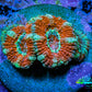 Acan Coral - Micromussa Lordhowensis - Ultra Acan Frag WYSIWYG Acan Coral - Micromussa Lordhowensis - Ultra Acan Frag WYSIWYG LPS Coral Acan Coral - Micromussa Lordhowensis - Ultra Acan Frag WYSIWYG Zeo Box Reef