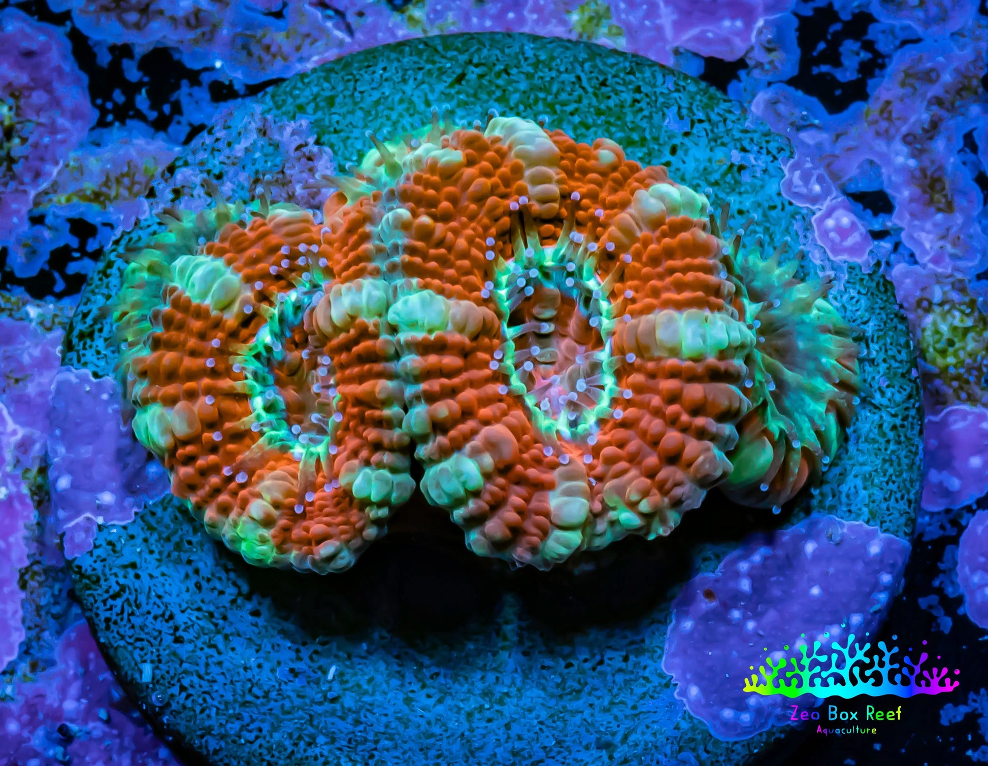 Acan Coral - Micromussa Lordhowensis - Ultra Acan Frag WYSIWYG Acan Coral - Micromussa Lordhowensis - Ultra Acan Frag WYSIWYG LPS Coral Acan Coral - Micromussa Lordhowensis - Ultra Acan Frag WYSIWYG Zeo Box Reef