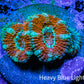 Acan Coral - Micromussa Lordhowensis - Ultra Acan Frag WYSIWYG Acan Coral - Micromussa Lordhowensis - Ultra Acan Frag WYSIWYG LPS Coral Acan Coral - Micromussa Lordhowensis - Ultra Acan Frag WYSIWYG Zeo Box Reef