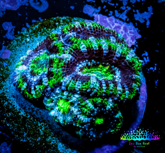 Acan Coral - Micromussa Lordhowensis - Ultra Acan Frag Acan Coral - Micromussa Lordhowensis - Ultra Acan Frag LPS Coral Acan Coral - Micromussa Lordhowensis - Ultra Acan Frag Zeo Box Reef