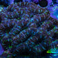 Acan Coral – Neon Green & Purple 6cm WYSIWYG A3R2B1 Acan Coral – Neon Green & Purple 6cm WYSIWYG A3R2B1 LPS Coral Acan Coral – Neon Green & Purple 6cm WYSIWYG A3R2B1 Zeo Box Reef