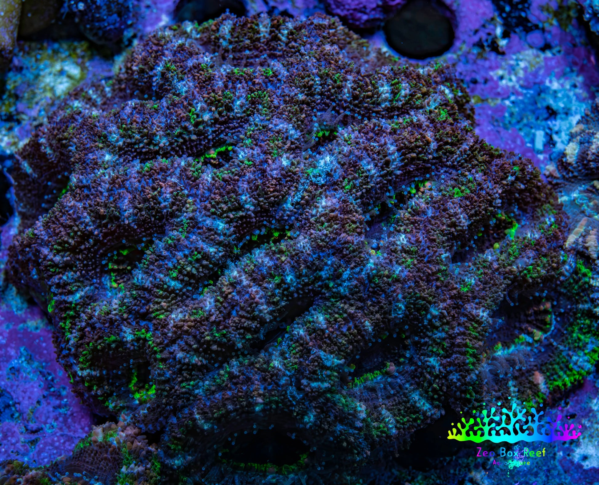 Acan Coral – Neon Green & Purple 6cm WYSIWYG A3R2B1 Acan Coral – Neon Green & Purple 6cm WYSIWYG A3R2B1 LPS Coral Acan Coral – Neon Green & Purple 6cm WYSIWYG A3R2B1 Zeo Box Reef