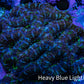 Acan Coral – Neon Green & Purple 6cm WYSIWYG A3R2B1 Acan Coral – Neon Green & Purple 6cm WYSIWYG A3R2B1 LPS Coral Acan Coral – Neon Green & Purple 6cm WYSIWYG A3R2B1 Zeo Box Reef