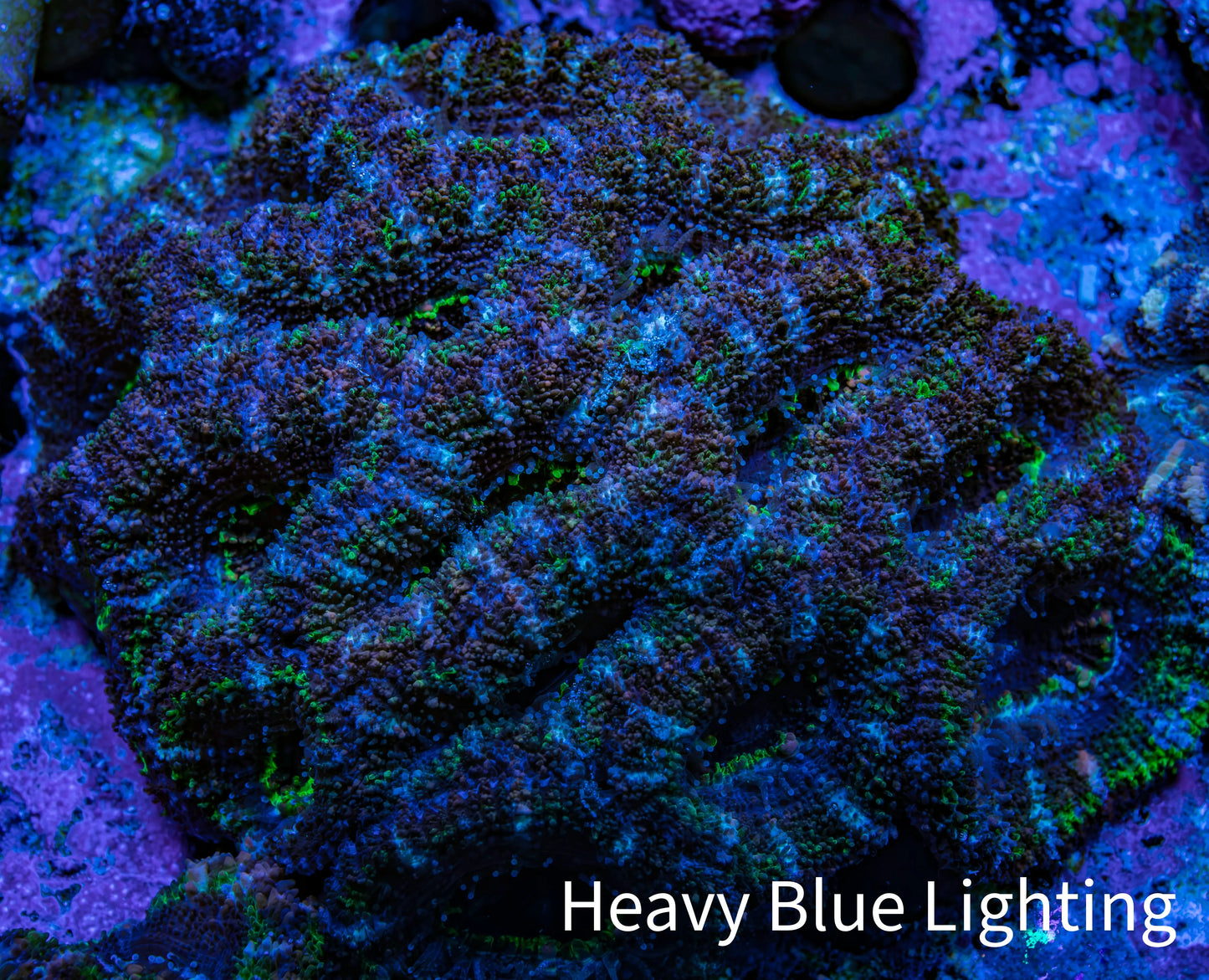 Acan Coral – Neon Green & Purple 6cm WYSIWYG A3R2B1 Acan Coral – Neon Green & Purple 6cm WYSIWYG A3R2B1 LPS Coral Acan Coral – Neon Green & Purple 6cm WYSIWYG A3R2B1 Zeo Box Reef