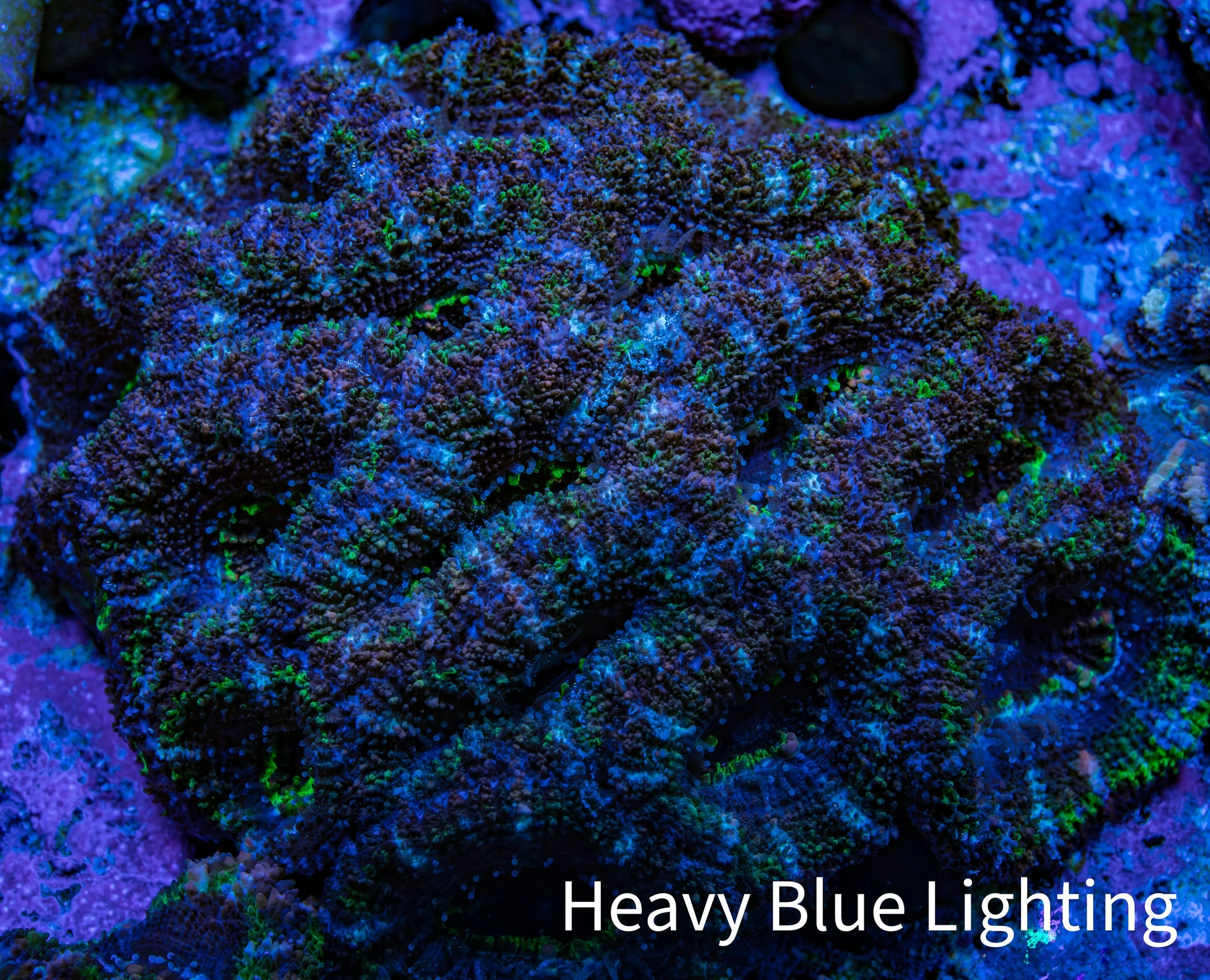 Acan Coral – Neon Green & Purple 6cm WYSIWYG A3R2B1 Acan Coral – Neon Green & Purple 6cm WYSIWYG A3R2B1 LPS Coral Acan Coral – Neon Green & Purple 6cm WYSIWYG A3R2B1 Zeo Box Reef