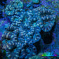 Acan Coral – Ultra Blue and Peach Acan Coral WYSIWYG 6cm A4R2B1 Acan Coral – Ultra Blue and Peach Acan Coral WYSIWYG 6cm A4R2B1 LPS Coral Acan Coral – Ultra Blue and Peach Acan Coral WYSIWYG 6cm A4R2B1 Zeo Box Reef