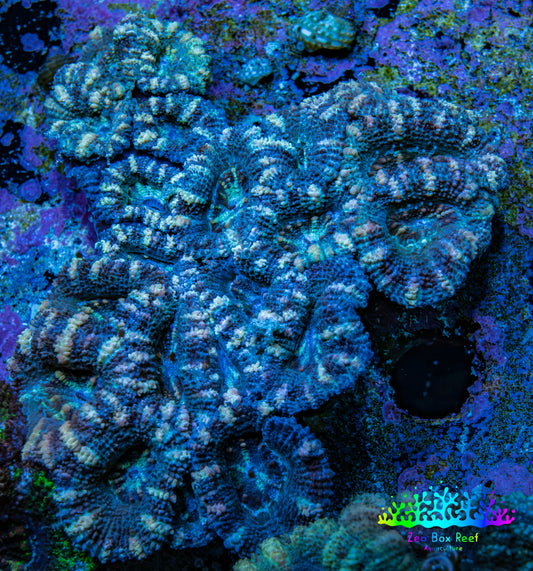 Acan Coral – Ultra Blue and Peach Acan Coral WYSIWYG 6cm A4R2B1 Acan Coral – Ultra Blue and Peach Acan Coral WYSIWYG 6cm A4R2B1 LPS Coral Acan Coral – Ultra Blue and Peach Acan Coral WYSIWYG 6cm A4R2B1 Zeo Box Reef