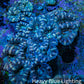 Acan Coral – Ultra Blue and Peach Acan Coral WYSIWYG 6cm A4R2B1 Acan Coral – Ultra Blue and Peach Acan Coral WYSIWYG 6cm A4R2B1 LPS Coral Acan Coral – Ultra Blue and Peach Acan Coral WYSIWYG 6cm A4R2B1 Zeo Box Reef
