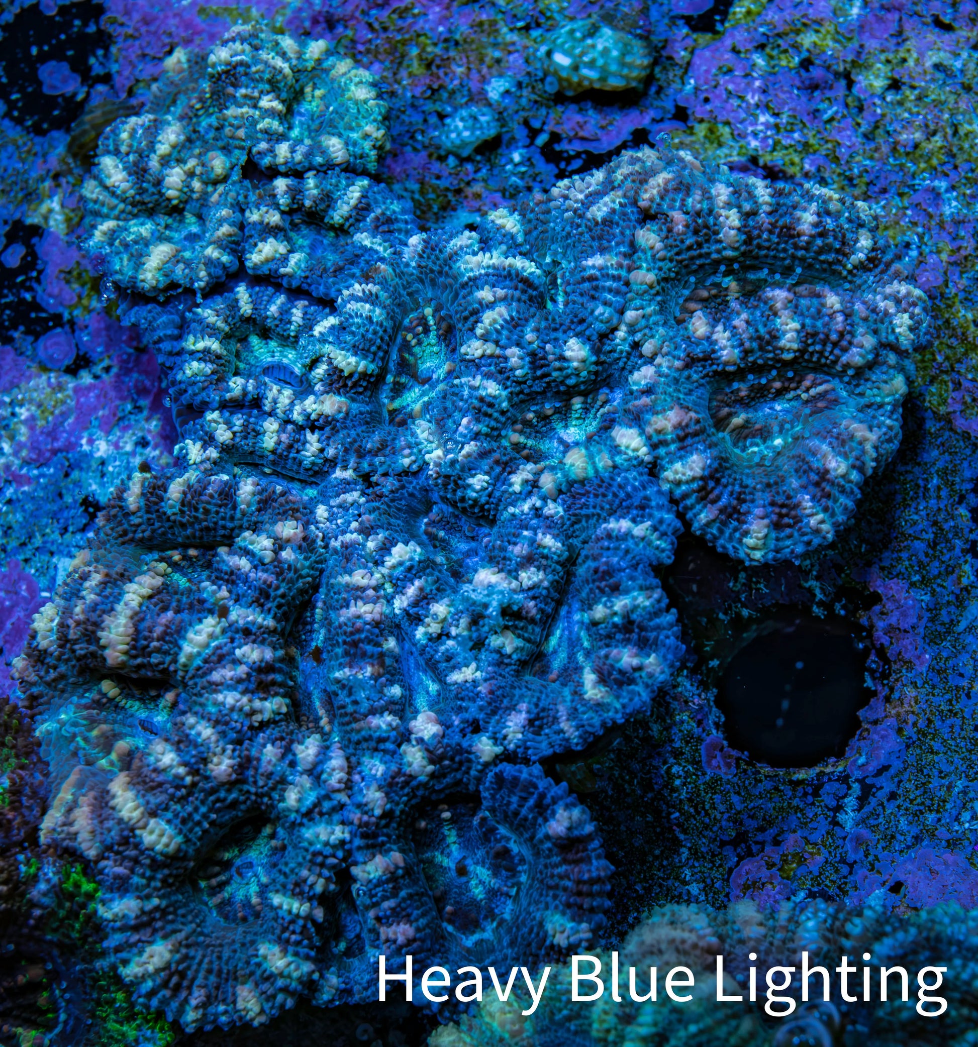 Acan Coral – Ultra Blue and Peach Acan Coral WYSIWYG 6cm A4R2B1 Acan Coral – Ultra Blue and Peach Acan Coral WYSIWYG 6cm A4R2B1 LPS Coral Acan Coral – Ultra Blue and Peach Acan Coral WYSIWYG 6cm A4R2B1 Zeo Box Reef