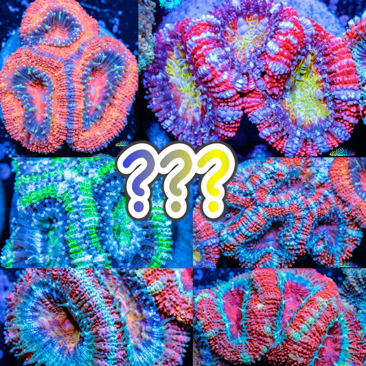 Acan Coral - Micromussa Lordhowensis - Ultra Acan Frag WYSIWYG Acan Coral - Micromussa Lordhowensis - Ultra Acan Frag WYSIWYG LPS Coral Acan Coral - Micromussa Lordhowensis - Ultra Acan Frag WYSIWYG Zeo Box Reef