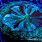 Acanthophyllia - Desh Coral WYSIWYG 11cm Acanthophyllia - Desh Coral WYSIWYG 11cm LPS Coral Acanthophyllia - Desh Coral WYSIWYG 11cm Zeo Box Reef