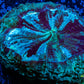 Acanthophyllia - Desh Coral WYSIWYG 11cm Acanthophyllia - Desh Coral WYSIWYG 11cm LPS Coral Acanthophyllia - Desh Coral WYSIWYG 11cm Zeo Box Reef