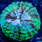 Acanthophyllia - Desh Coral WYSIWYG 8cm Acanthophyllia - Desh Coral WYSIWYG 8cm LPS Coral Acanthophyllia - Desh Coral WYSIWYG 8cm Zeo Box Reef
