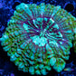 Acanthophyllia - Desh Coral WYSIWYG 8cm Acanthophyllia - Desh Coral WYSIWYG 8cm LPS Coral Acanthophyllia - Desh Coral WYSIWYG 8cm Zeo Box Reef