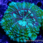 Acanthophyllia - Desh Coral WYSIWYG 8cm Acanthophyllia - Desh Coral WYSIWYG 8cm LPS Coral Acanthophyllia - Desh Coral WYSIWYG 8cm Zeo Box Reef