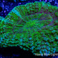 Acanthophyllia - Desh Coral WYSIWYG 8cm Acanthophyllia - Desh Coral WYSIWYG 8cm LPS Coral Acanthophyllia - Desh Coral WYSIWYG 8cm Zeo Box Reef