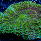 Acanthophyllia - Desh Coral WYSIWYG 8cm Acanthophyllia - Desh Coral WYSIWYG 8cm LPS Coral Acanthophyllia - Desh Coral WYSIWYG 8cm Zeo Box Reef