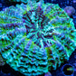 Acanthophyllia - Desh Coral WYSIWYG 8cm Acanthophyllia - Desh Coral WYSIWYG 8cm LPS Coral Acanthophyllia - Desh Coral WYSIWYG 8cm Zeo Box Reef
