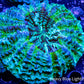 Acanthophyllia - Desh Coral WYSIWYG 8cm Acanthophyllia - Desh Coral WYSIWYG 8cm LPS Coral Acanthophyllia - Desh Coral WYSIWYG 8cm Zeo Box Reef