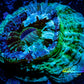 Acanthophyllia - Desh Coral WYSIWYG 8cm Acanthophyllia - Desh Coral WYSIWYG 8cm LPS Coral Acanthophyllia - Desh Coral WYSIWYG 8cm Zeo Box Reef