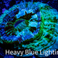 Acanthophyllia - Desh Coral WYSIWYG 8cm Acanthophyllia - Desh Coral WYSIWYG 8cm LPS Coral Acanthophyllia - Desh Coral WYSIWYG 8cm Zeo Box Reef